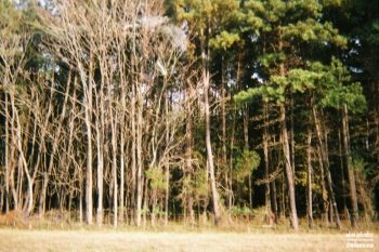 ElleiJ1_ElleiJ1-R1-018-7A